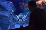 014. Two oceans aquarium Kaapstad.jpg